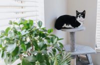 Kot w mieszkaniu – jak urządzić?