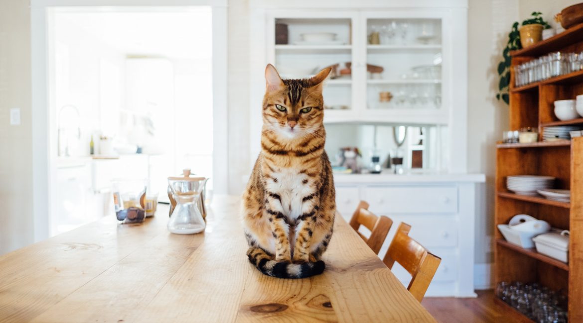 Kot w mieszkaniu – jak urządzić?